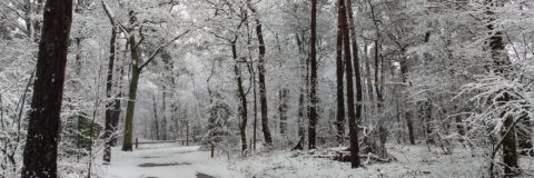 IVN Valkenswaard Waalre besneeuwd bos kop 3op1