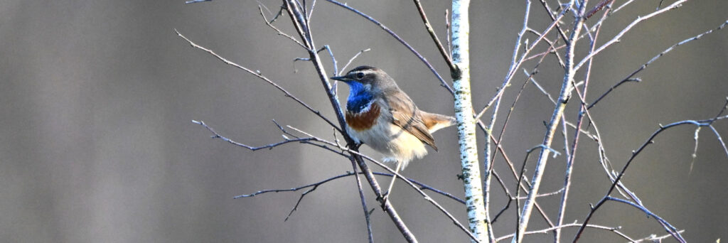 IVN Valkenswaard Waalre blauwborst op Malpie kop 3op1 foto Fred Emmerik
