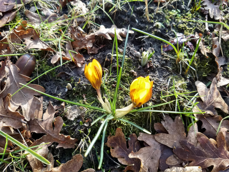 IVN Valkenswaard Waalre vlindertuin gele crocussen 260218