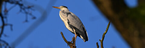 IVN Valkenswaard Waalre vogels blauwe reiger Wellenseind 260207