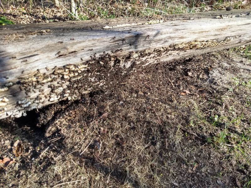 IVN Valkenswaard Waalre vlindertuin bosmieren 260303
