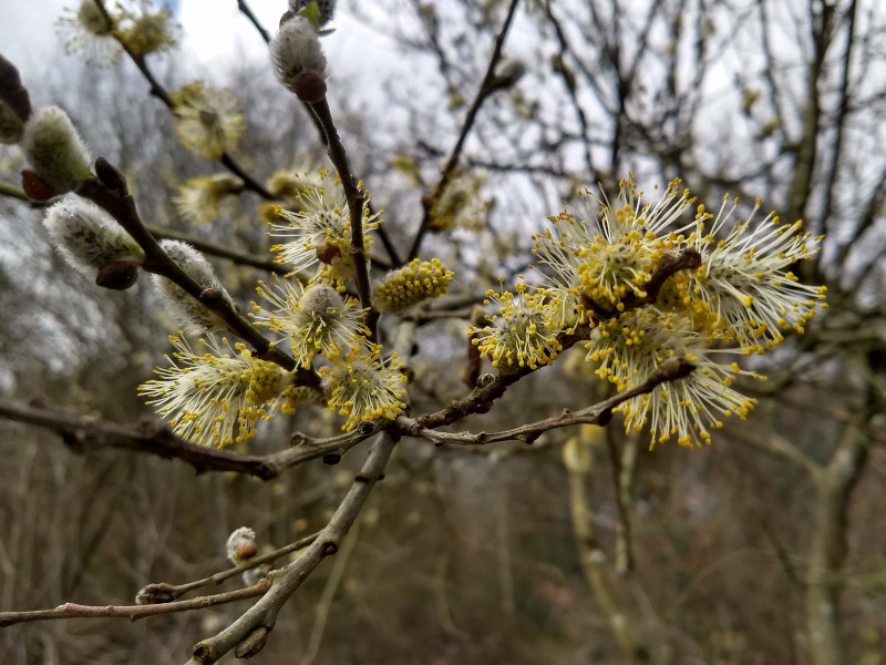 IVN Valkenswaard Waalre vlindertuin 260310 bloeiende wilg