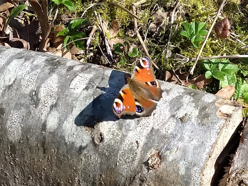 IVN Valkenswaard Waalre vlindertuin dagpauwoog 260318
