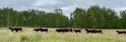 IVN Valkenswaard Waalre runderen op Groote Heide foto van Fred Emmerik kop 3op1