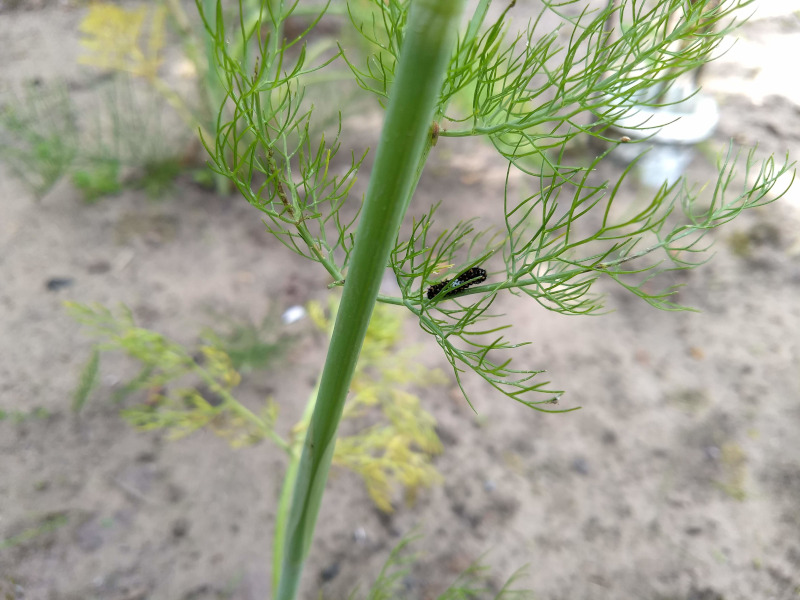 IVN Valkenswaard Waalre vlindertuin rups koninginnenpage