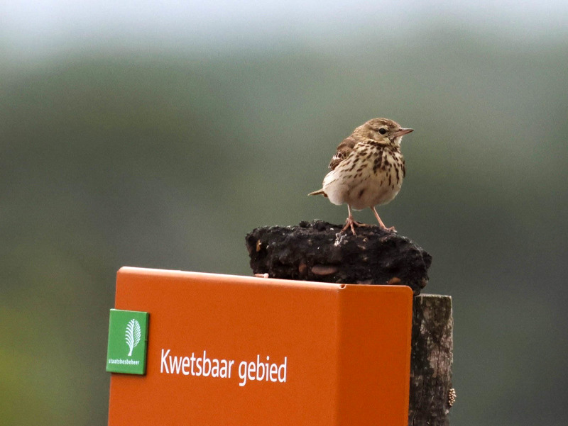 IVN Valkenswaard Waalre vogels boompieper Groote Heide foto van Michael Beuwer