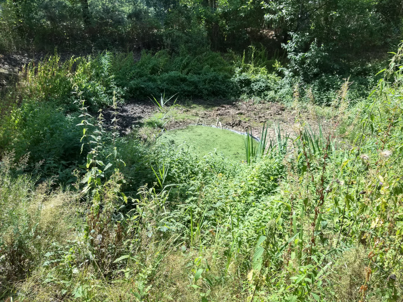 IVN Valkenswaard Waalre vlindertuin poel 260728