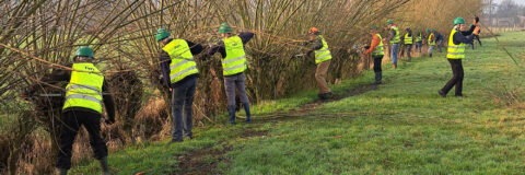 IVN Valkenswaard Waalre Natuurwerkgroep wilgen knotten kop 3op1
