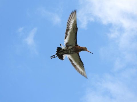 Weidevogelbescherming Binnenveld-West