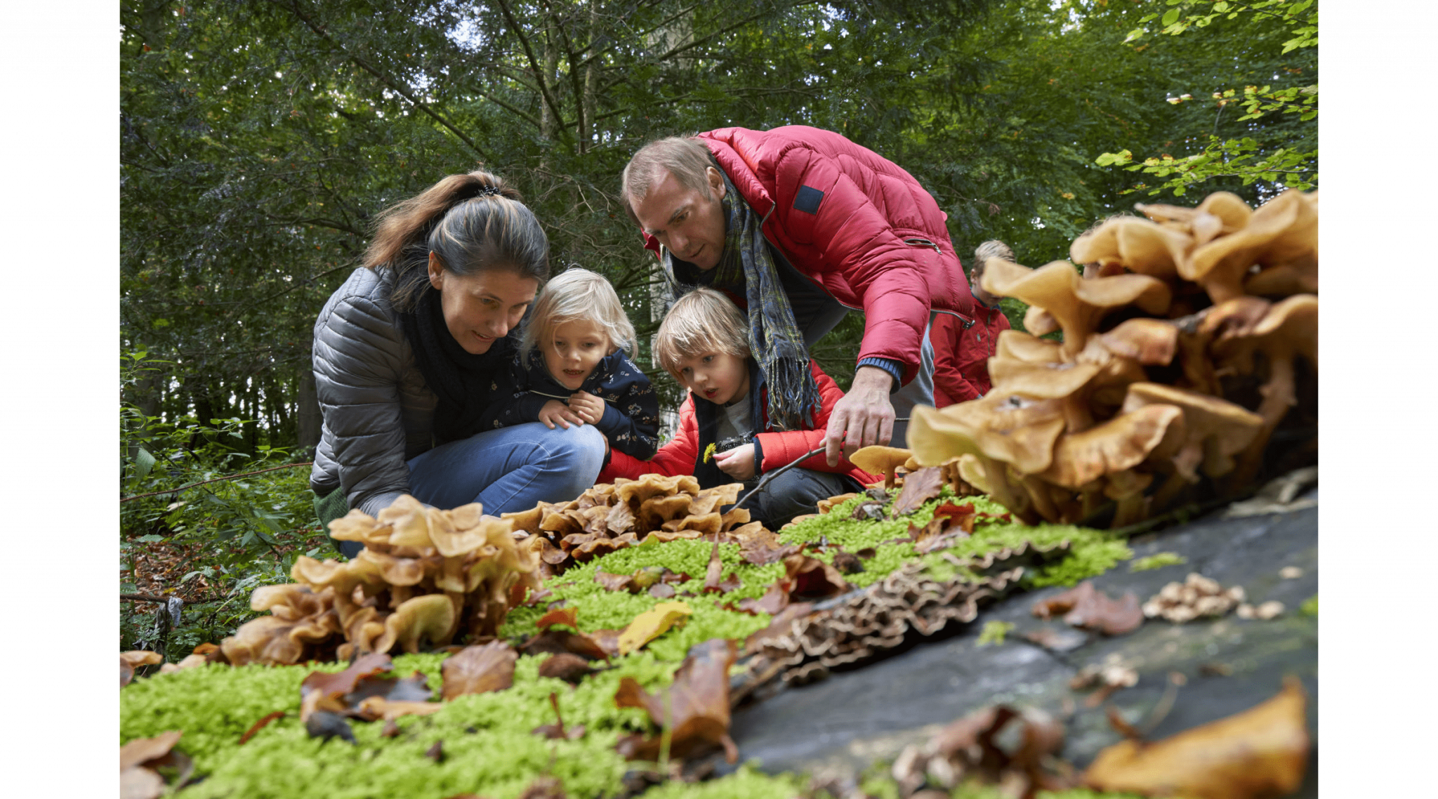 Paddenstoelen excursie