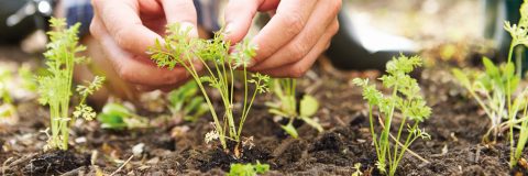 Twee handen verzorgen jonge plantjes in tuinaarde.