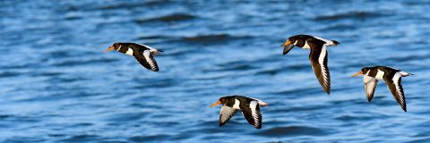 coördinator vogels gezocht