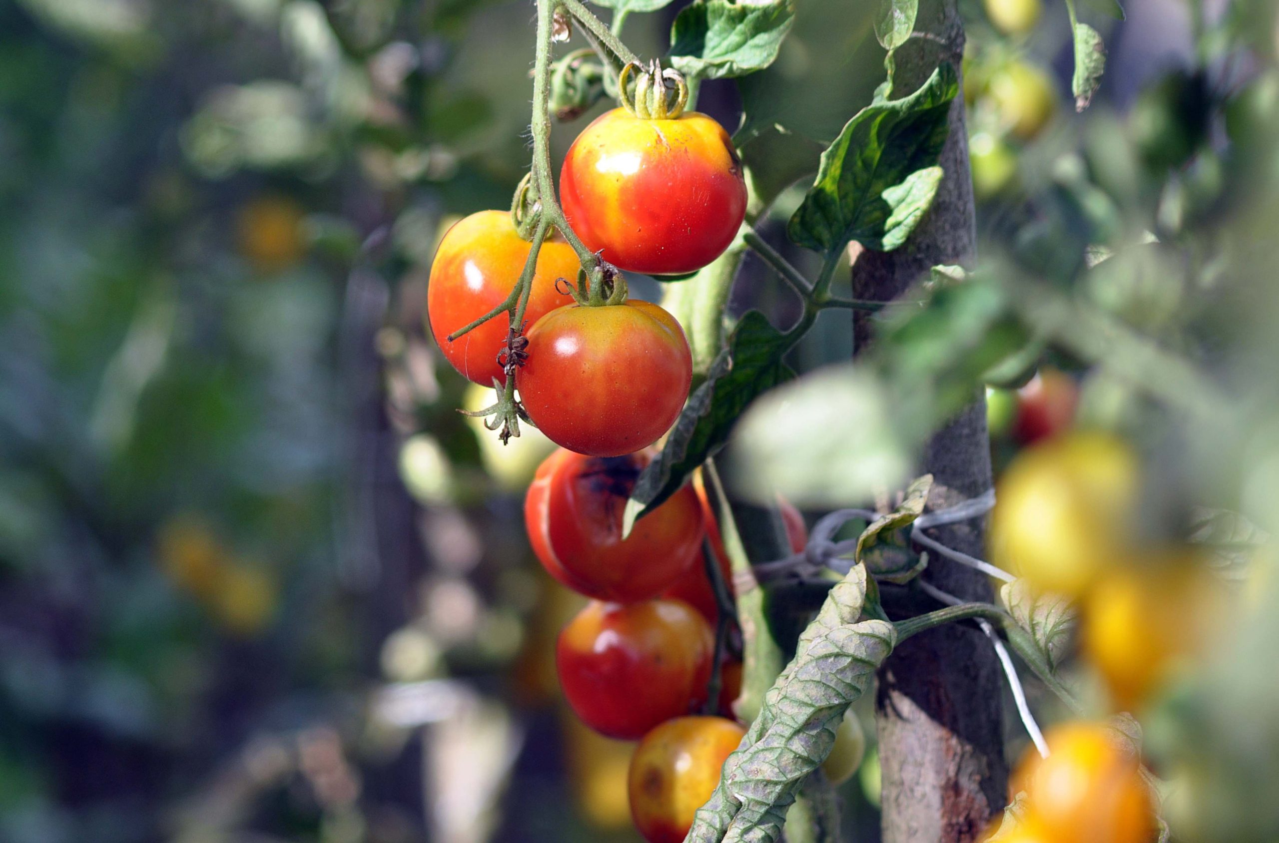 Trossen rode en gele tomaten hangen aan een plant met groene bladeren.
