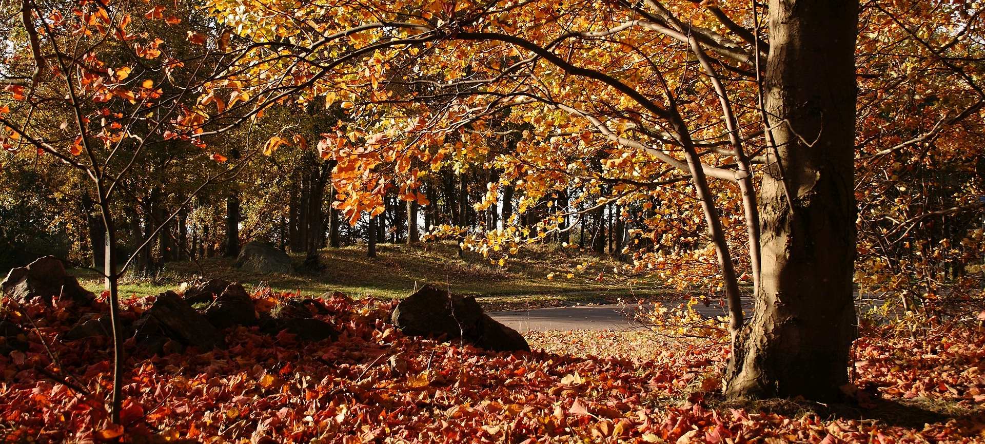 Herfstbos met bomen, vallende bladeren en zonlicht op de grond.