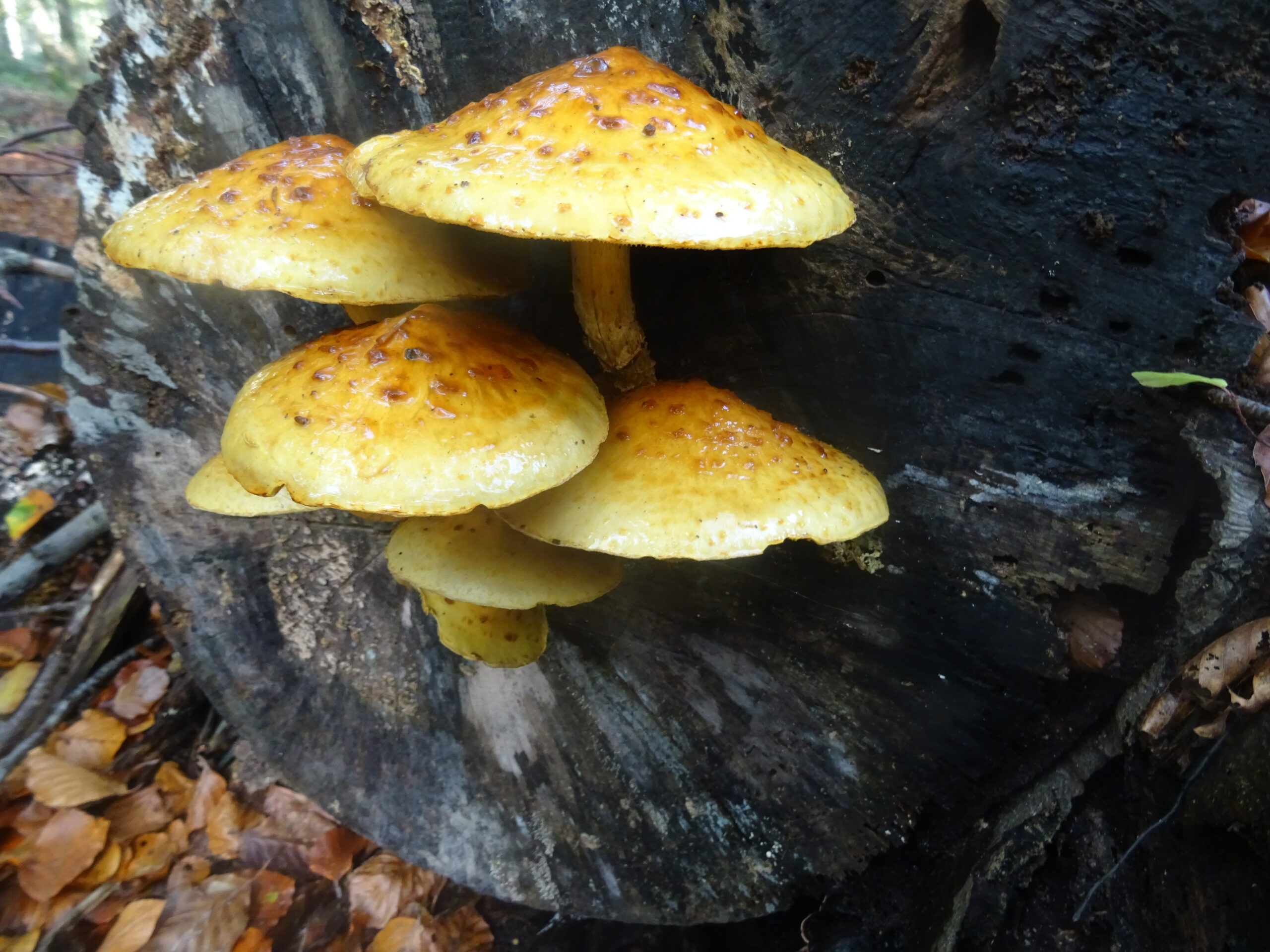 Gele paddenstoelen groeien op een boomstronk in het bos, omringd door herfstbladeren.