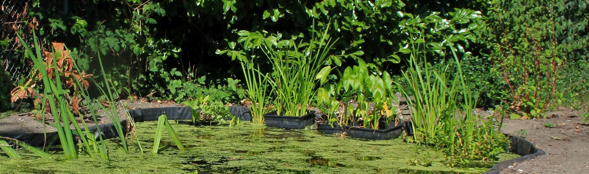 Een groene vijver met waterplanten en omliggende dichtbegroeide struiken en loof.