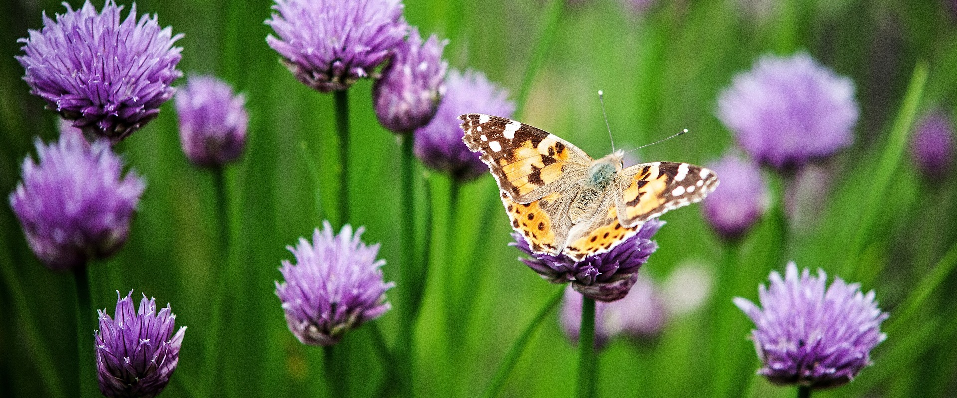 Vlinder op paarse bloemen tegen een groene achtergrond.