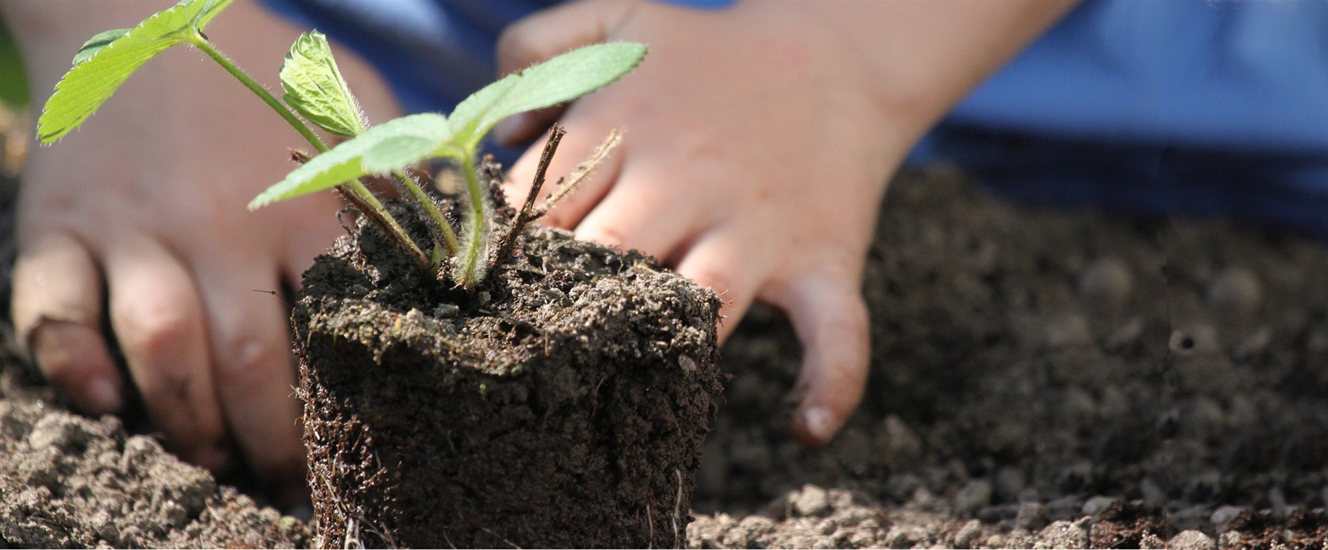 Een kind plant een zaailing in verse, donkere aarde.