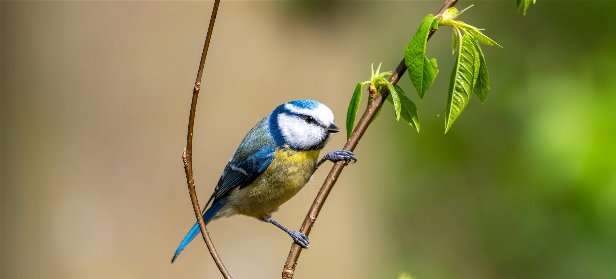 Een pimpelmees zit op een tak met groene bladeren tegen een wazige achtergrond.