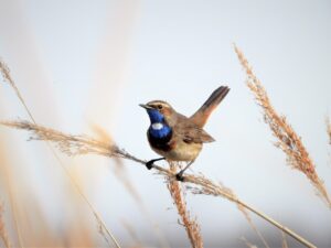 Vogel met blauwe borst op rietstengel tegen een lichte achtergrond.