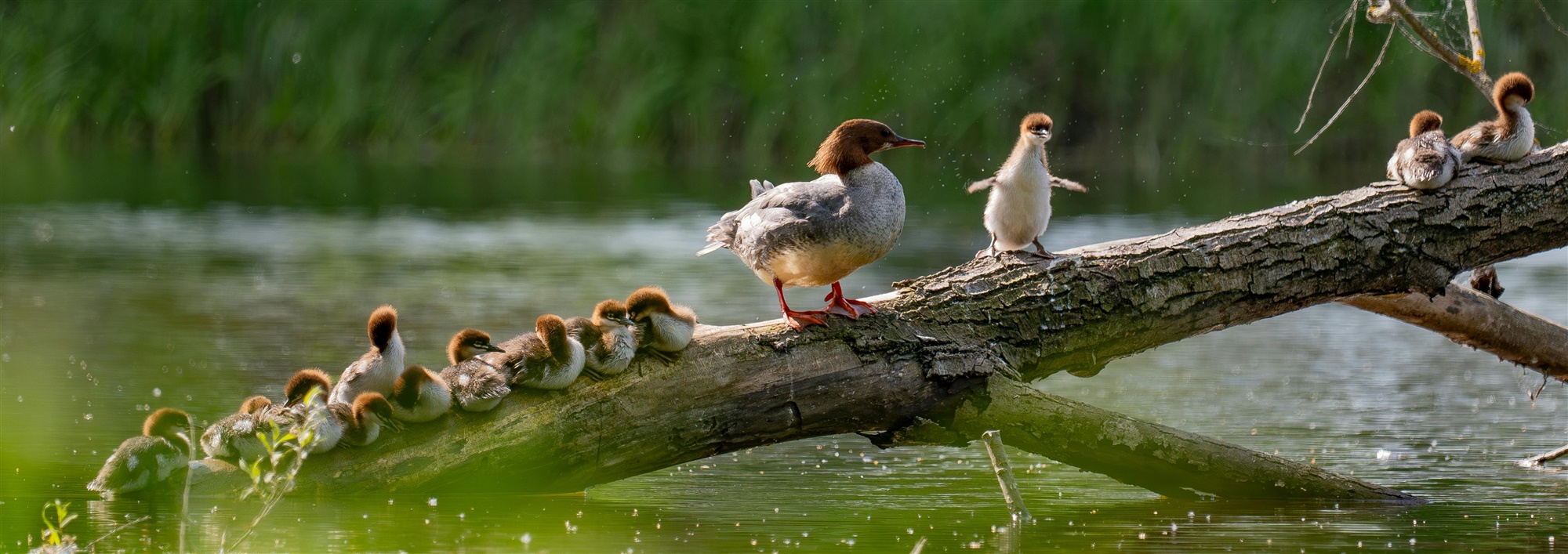 Eendenfamilie op een boomstam boven water, met kuikens dicht bij de ouder.