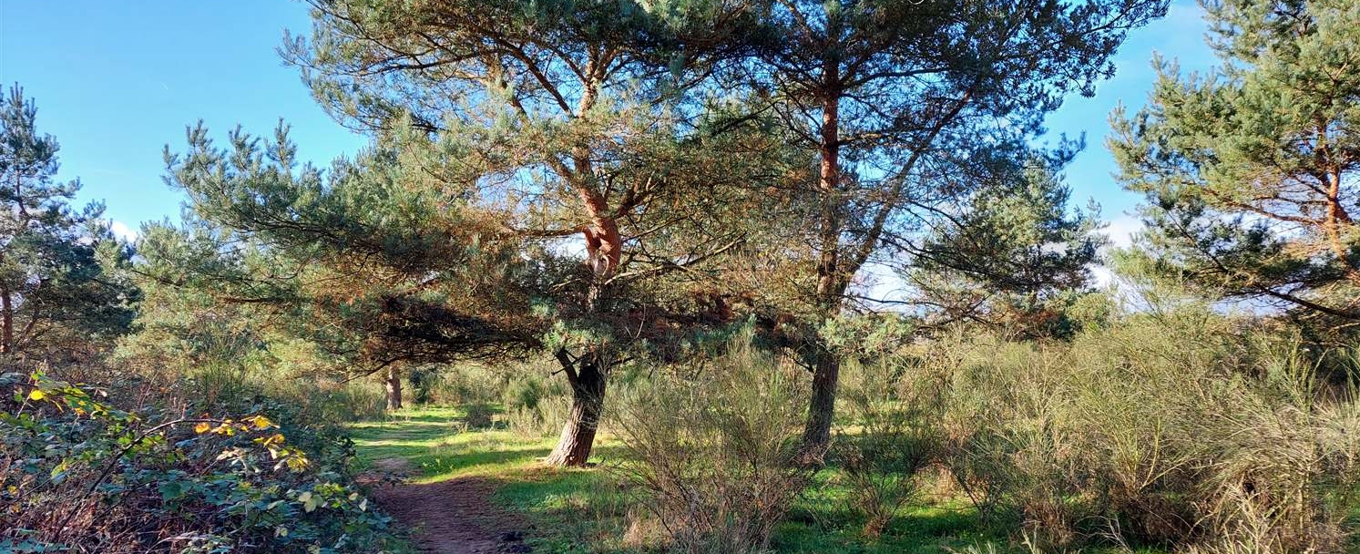 Bospaadje omgeven door hoge pijnbomen en groen struikgewas onder een blauwe hemel.