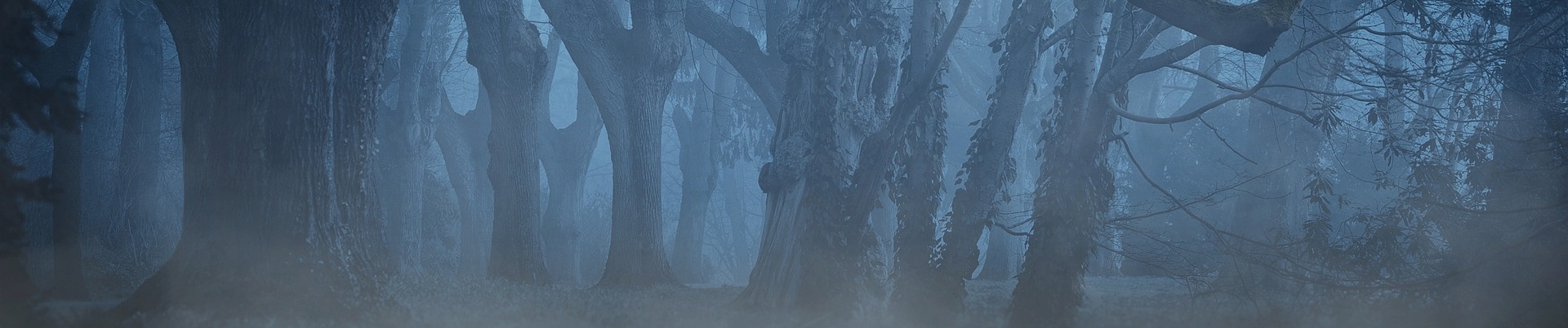 Mysterieuze bosomgeving bij mist en schemering, met donkere, kale boomstammen en nevel op de grond.