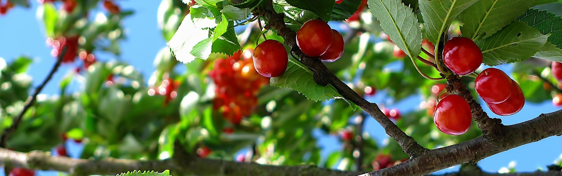 Rode kersen aan een tak, omringd door groene bladeren tegen een blauwe lucht.