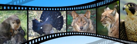 Filmrol met afbeeldingen van een otter, korhoen, wolf, lynx en valk.