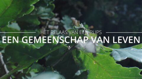 Groene bladeren met tekst: "Het relaas van een rups - Een gemeenschap van leven."