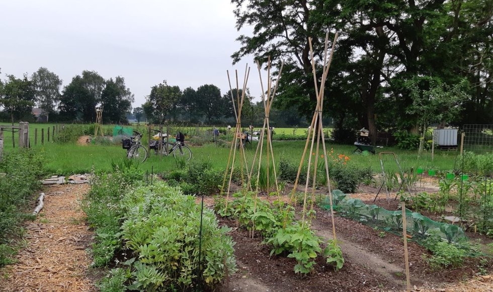 Moestuin met rijen groenten, stokken voor bonen en fietsen in de achtergrond.