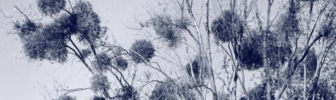 Kale boomtakken met clusters van mistletoe tegen een heldere lucht.
