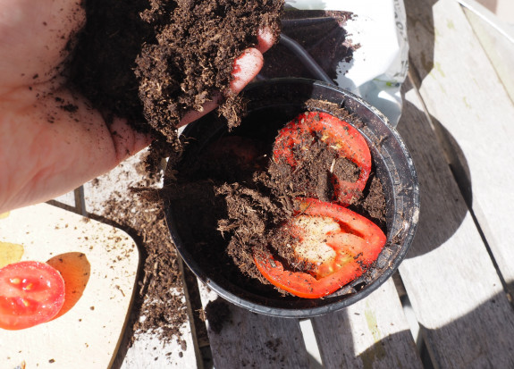 Tomatenplant
