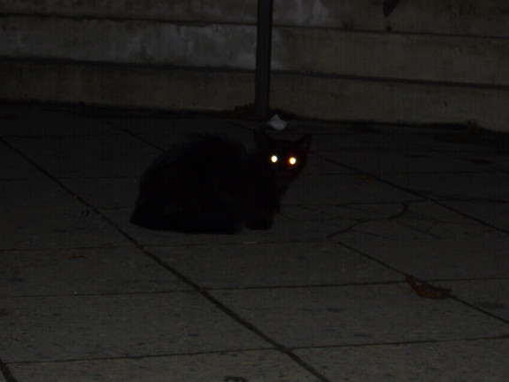 kat in donker