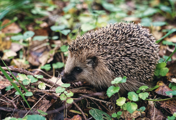 Doe-tip: Maak je tuin egelproof