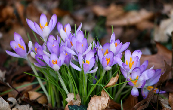 Boeren krokus