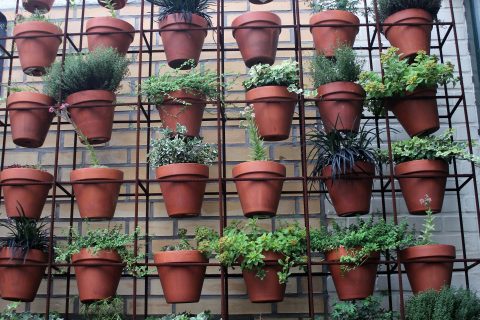 Hoe begin ik mijn eigen urban garden?