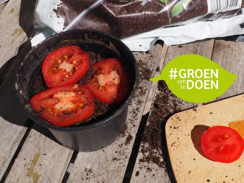 Doe-tip: Tomaten kweken