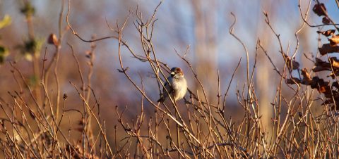 Doe-tip: vogelvoer dennenappels