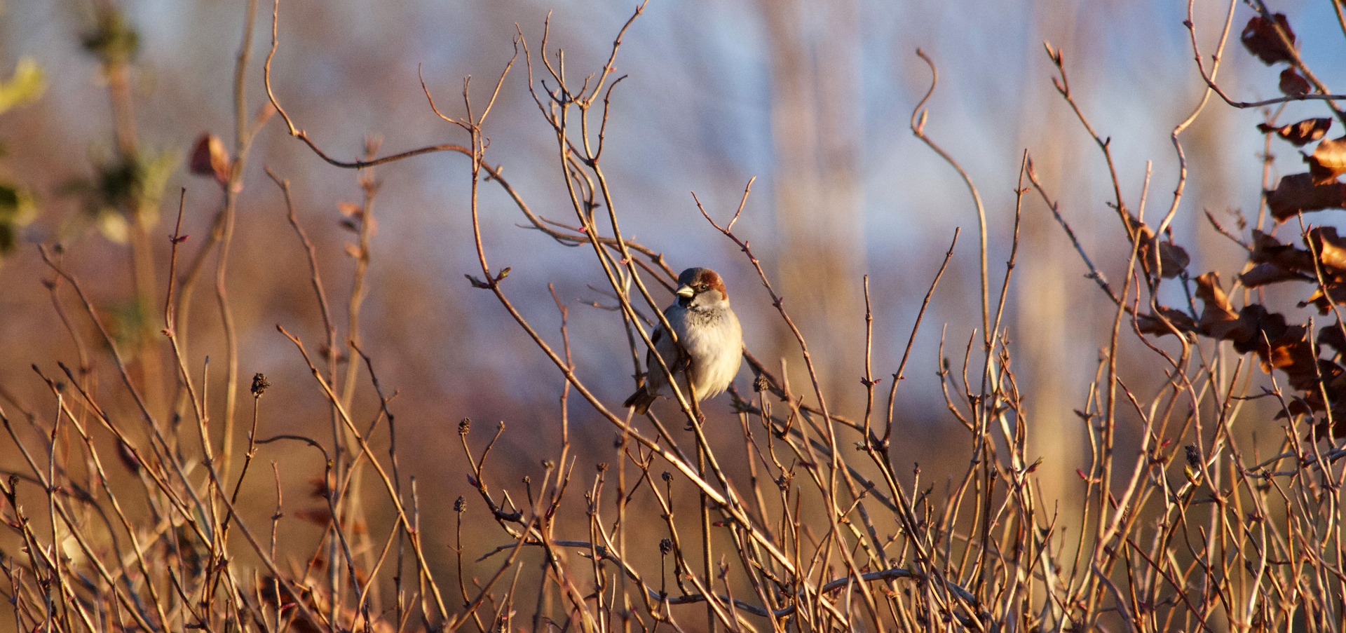 Doe-tip: vogelvoer dennenappels