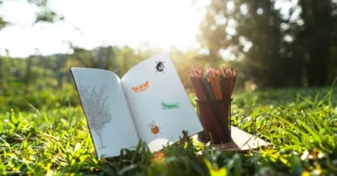 Open schetsboek en potloden op gras, met getekende insecten in zonlicht.
