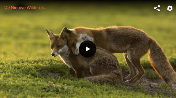 De Nieuwe Wildernis