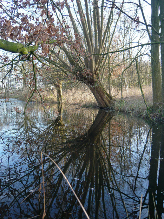 Knotwilg Spiegeling