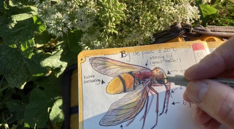 Tekening van een bij met notities, in de natuur naast planten en bloemen.