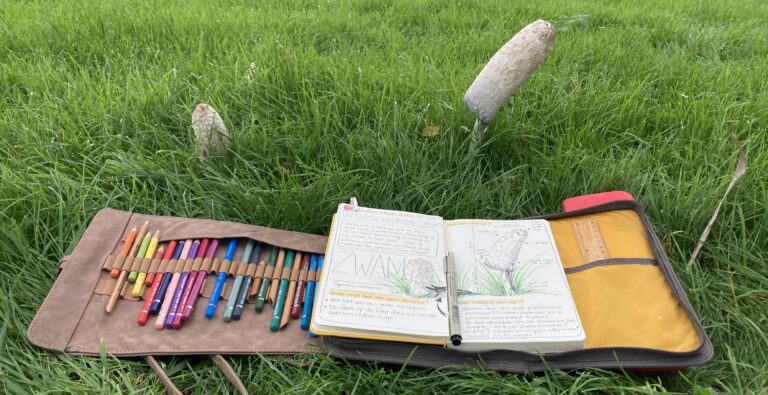 Open schetsboek en etui met gekleurde potloden in gras naast paddenstoelen.