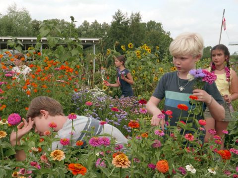 Les 5: Samenwerken als moestuinmaatjes