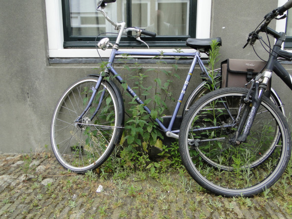 Herderstasje, grote brandnetel en Canadese fijnstraal door Chiel Jacobusse