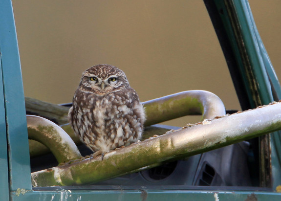 Ususus, door Chiel Jacobusse