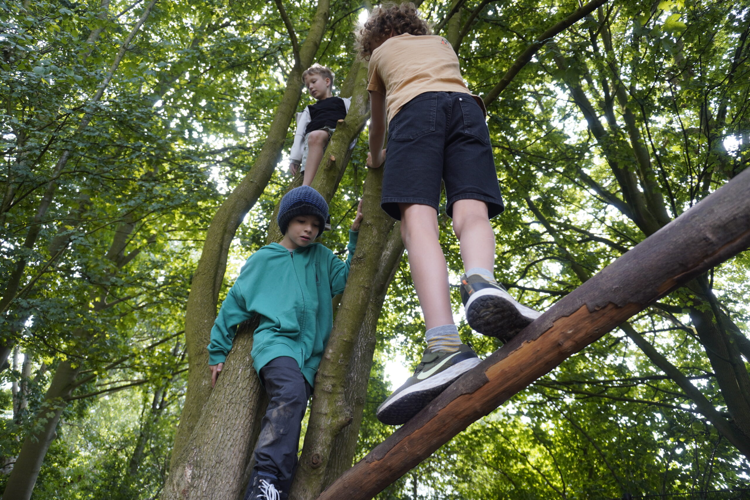 Drie kinderen klimmen in een boom in een dichtbebost gebied.