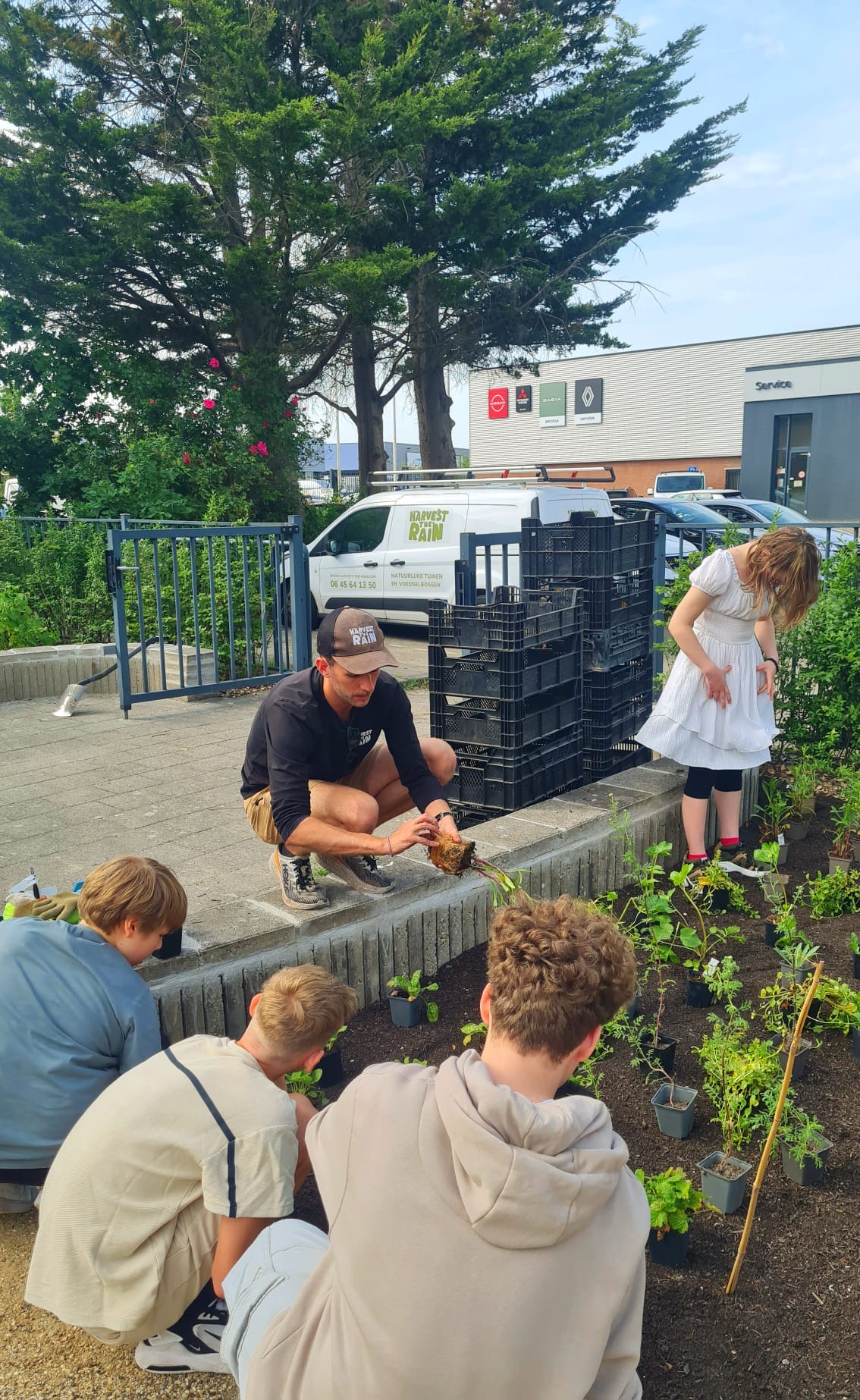 Mensen planten samen groenten in een tuin. Een busje en hoge bomen op de achtergrond.